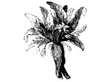 Mandrake, leaf, flower and root